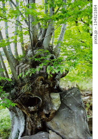 奇岩と共生する樹木の生命力 134821864