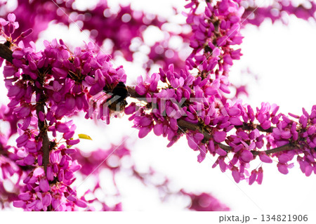cercis siliquastrum branches in purple blossom. judas tree also called redbud. beautiful spring nature with pink flowers in urban park of uzhhorod. background for earth day or esg reports cercis siliquastrum branches in purple blossom. judas tree also called redbud. beautiful spring nature with pink flowers in urban park of uzhhorod. background for earth day or esg reports 134821906