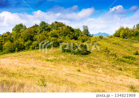 mountain landscape with foliage forest in autumn. beautiful carpathian beech woodland on rolling hills in highland of ukraine under blue sky on a sunny day. background image for green environment mountain landscape with foliage forest in autumn. beautiful carpathian beech woodland on rolling hills in highland of ukraine under blue sky on a sunny day. background image for green environment 134821909