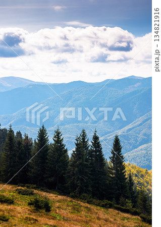 mountain landscape of ukraine with evergreen forest in autumn. beautiful place in carpathians with coniferous trees on hillside under cloudy sky. beauty in nature vertical wallpaper on a sunny day mountain landscape of ukraine with evergreen forest in autumn. beautiful place in carpathians with coniferous trees on hillside under cloudy sky. beauty in nature vertical wallpaper on a sunny day 134821916
