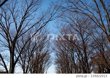冬の並木道 冬の並木道 134822013