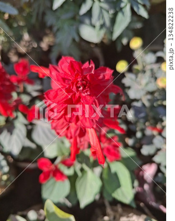 A close-up of a bright red, ruffled flower with green foliage. Sunlight illuminates the petals, creating a soft glow A close-up of a bright red, ruffled flower with green foliage. Sunlight illuminates the petals, creating a soft glow 134822238
