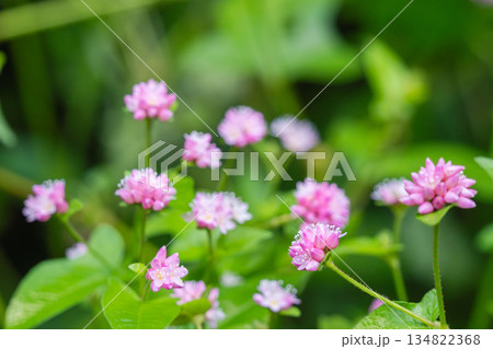 秋の森　ミゾソバのピンク色の花05 134822368