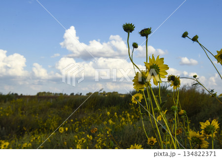 Wild flower, La Pampa. Patagonia, Argentina Wild flower, La Pampa. Patagonia, Argentina 134822371