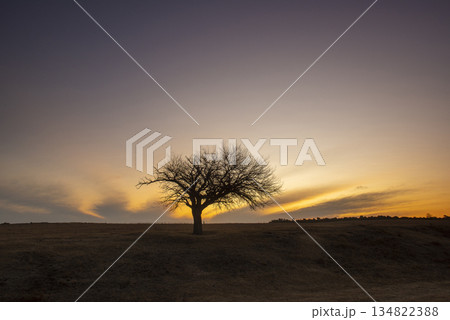 Flowered field in the Pampas Plain, La Pampa Province, Patagonia, Argentina. 134822388