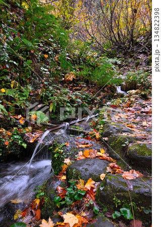 長岡市栃尾の杜々の森に広がる紅葉景色（新潟県長岡市栃尾） 134822398