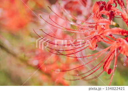 秋の花　朝露に揺れた彼岸花のマクロ撮影26 134822421