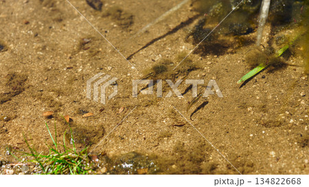 水深の浅い池で泳ぐメダカ 134822668