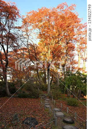 越路もみじ園に広がる紅葉の風景（新潟県長岡市） 134822749