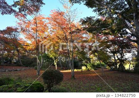越路もみじ園に広がる紅葉の風景(新潟県長岡市) 越路もみじ園に広がる紅葉の風景(新潟県長岡市) 134822750