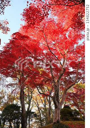 越路もみじ園に広がる紅葉の風景(新潟県長岡市) 越路もみじ園に広がる紅葉の風景(新潟県長岡市) 134822752
