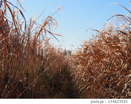 青空に映えるススキ　素敵なコピースペース　癒やしの時間　気持ちのいい景色を楽しむ 134823935