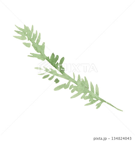 Hand drawn watercolor green spruce or pine tree twig, isolated illustration for winter wedding 134824043