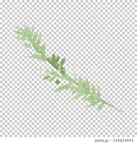 Hand drawn watercolor green spruce or pine tree twig, isolated illustration for winter wedding 134824043