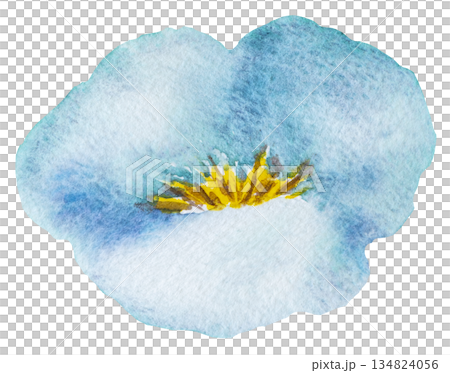 Watercolor light blue wild flower isolated illustration, pastel floral wedding and greeting element Watercolor light blue wild flower isolated illustration, pastel floral wedding and greeting element 134824056