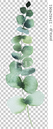 Hand drawn watercolor eucalyptus twig with green leaves isolated illustration, wedding element 134824061