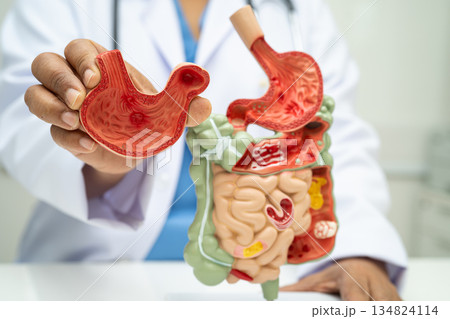 Digestive system with stomach and intestine, Asian doctor holding human anatomy model for study diagnosis and treatment in hospital. 134824114