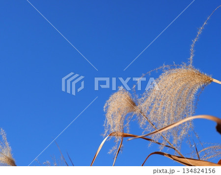 秋の青空と紅葉 コピースペース 青空を満喫しよう すすきのダンス 秋の青空と紅葉 コピースペース 青空を満喫しよう すすきのダンス 134824156