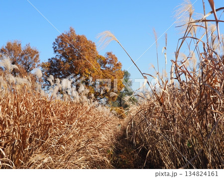 秋の青空と紅葉　コピースペース　青空を満喫しよう　すすきのダンス 134824161