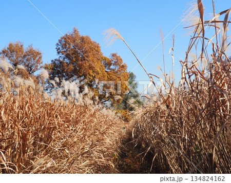 秋の青空と紅葉　コピースペース　青空を満喫しよう　すすきのダンス 134824162