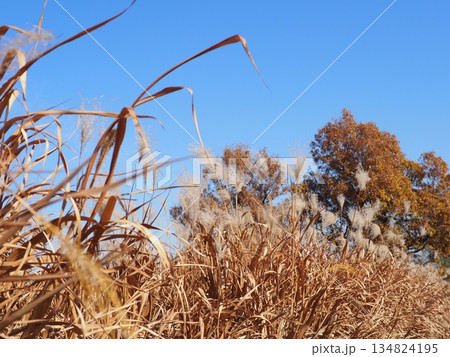 秋の青空と紅葉　コピースペース　青空を満喫しよう　すすきのダンス 134824195