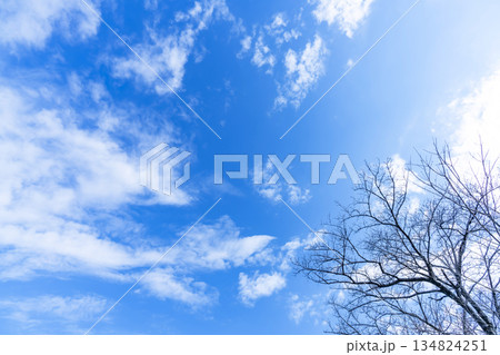 冬空と雲と木立 冬空と雲と木立 134824251