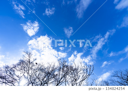 冬空と雲と木立 134824254