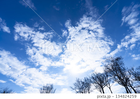 冬空と雲と木立 冬空と雲と木立 134824259