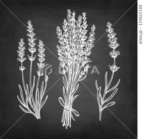 Lavender chalk sketch collection 134825189