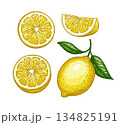 Lemon Vintage Illustration Set 134825191