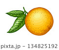 Orange with leaves. Hand drawn illustration 134825192
