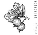 Gooseberries branch. Hand drawn ink sketch. 134825193