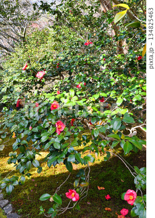 京都　霊鑑寺　春の特別拝観　美しい椿の花（京都府京都市左京区） 134825463
