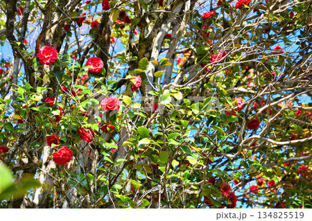 京都　霊鑑寺　春の特別拝観　美しい椿の花（京都府京都市左京区） 134825519