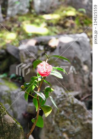 京都 霊鑑寺 春の特別拝観 美しい椿の花(京都府京都市左京区) 京都 霊鑑寺 春の特別拝観 美しい椿の花(京都府京都市左京区) 134825559