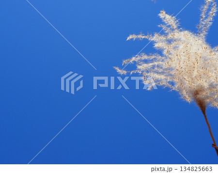 青空に映えるススキの穂　　コピースペース　ふかふかの世界　ふわふわを感じる 134825663