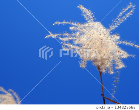 青空に映えるススキの穂　　コピースペース　ふかふかの世界　ふわふわを感じる 134825668