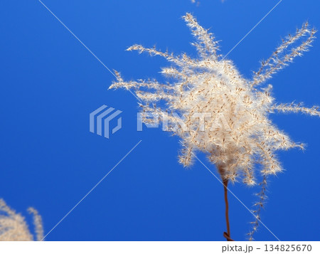 青空に映えるススキの穂　　コピースペース　ふかふかの世界　ふわふわを感じる 134825670