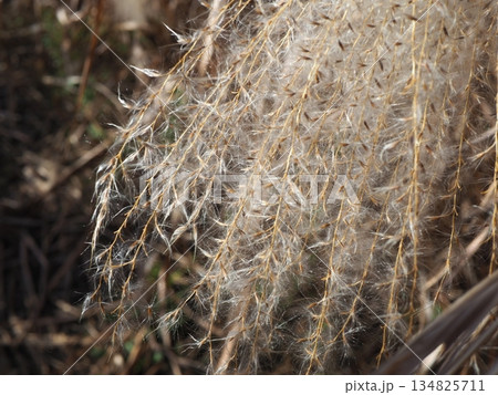 青空に映えるススキの穂　　コピースペース　ふかふかの世界　ふわふわを感じる 134825711