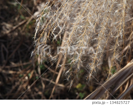 青空に映えるススキの穂　　コピースペース　ふかふかの世界　ふわふわを感じる 134825727
