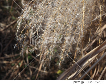 青空に映えるススキの穂 コピースペース ふかふかの世界 ふわふわを感じる 青空に映えるススキの穂 コピースペース ふかふかの世界 ふわふわを感じる 134825730