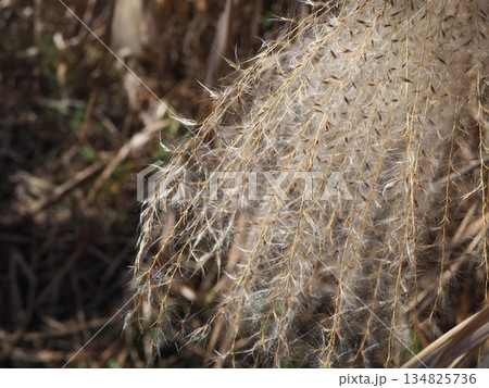 青空に映えるススキの穂　　コピースペース　ふかふかの世界　ふわふわを感じる 134825736