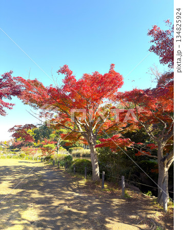 綺麗な紅葉 綺麗な紅葉 134825924