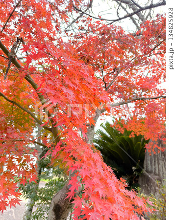 綺麗な紅葉 綺麗な紅葉 134825928