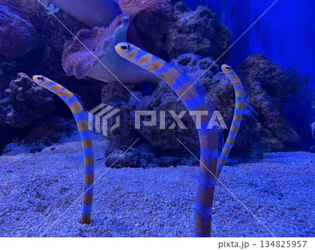 水族館にいるチンアナゴ_砂からひょっこり顔を出す三匹のチンアナゴ 水族館にいるチンアナゴ_砂からひょっこり顔を出す三匹のチンアナゴ 134825957
