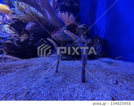 水族館にいるチンアナゴ_砂からひょっこり顔を出す三匹のチンアナゴ 134825958