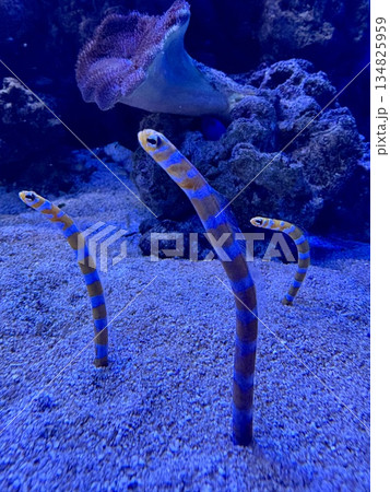 水族館にいるチンアナゴ_砂からひょっこり顔を出す三匹のチンアナゴ 水族館にいるチンアナゴ_砂からひょっこり顔を出す三匹のチンアナゴ 134825959
