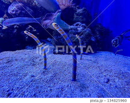 水族館にいるチンアナゴ_砂からひょっこり顔を出す三匹のチンアナゴ 水族館にいるチンアナゴ_砂からひょっこり顔を出す三匹のチンアナゴ 134825960