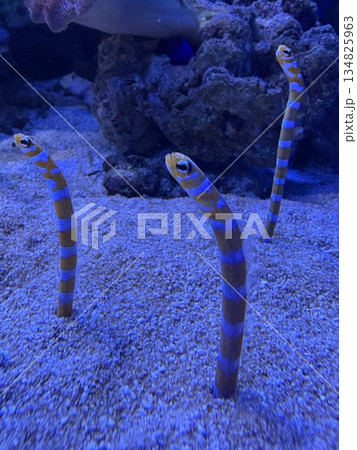 水族館にいるチンアナゴ_砂からひょっこり顔を出す三匹のチンアナゴ 水族館にいるチンアナゴ_砂からひょっこり顔を出す三匹のチンアナゴ 134825963