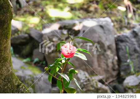 京都　霊鑑寺　春の特別拝観　美しい椿の花（京都府京都市左京区） 134825965